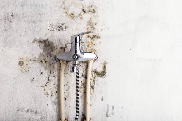 Best DIY Mold Remediation Support Services in Fairview Shores, FL