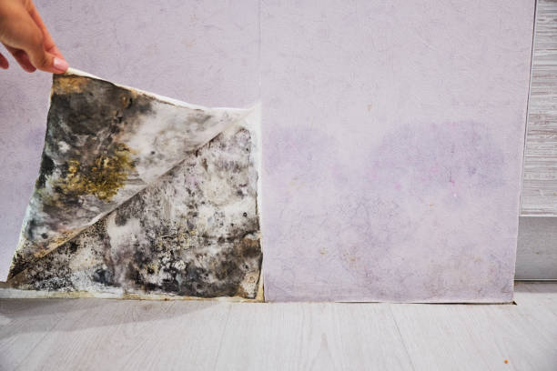 Best Black Mold Remediation in Fairview Shores, FL